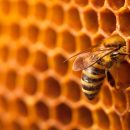 Bee Interacta, il progetto per adottare un alveare