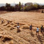 SPECIALE GRANO ALTA MURGIA -  2^ PARTE