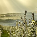 Non solo “green”: Leni’s punta alla sostenibilità a 360°