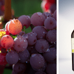 Pinot Bianco, Pinot Nero, Sauvignon, Chardonnay, Gewürztraminer: i vitigni su cui ha puntato Hans Terzer