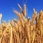 Draghi: Coldiretti, via liberi a stagionali per salvare i raccolti