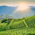 Cantina Valle Isarco fatturato a +23% grazie al Kerner