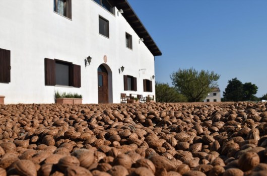 Fattoria della Mandorla lancia la sfida al gusto di mandorla