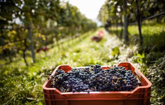 Vendemmia 2022 in Alto Adige: uve sane e alta qualità