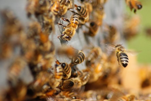 Genagricola 1851 si allea con 3Bee: nasce il BEENERGY per la salvaguardia delle api