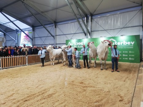 Interesse a apprezzamento per i bovini da carne ANABIC in mostra al Sommet de l’Élevage di Clermont Ferrand