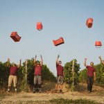 Vendemmia 2022 a Vallepicciola, l’enologo Alessandro Cellai: «Qualità assicurata grazie alla raccolta manuale e annata eccezionale per il Pinot Nero»