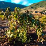 La vite ad alberello di Pantelleria, un patrimonio Unesco da salvaguardare