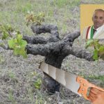 Sindaco Vincenzo Campo: Pantelleria è in grave pericolo, Zibibbo, Alberello Pantesco e vignaioli locali immolati al Dio Denaro