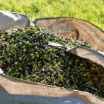 Bonolio a Marca 2023 con l'intera gamma di prodotti