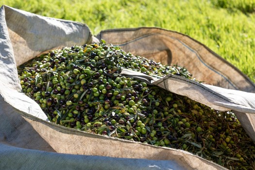 Bonolio a Marca 2023 con l’intera gamma di prodotti