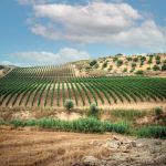 Tenute Navarra debutta al Vinitaly 2023 con due appuntamenti in agenda