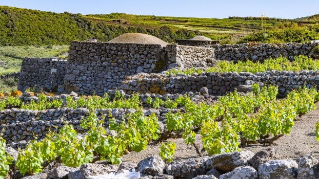 In anteprima a Napoli la presentazione del “Museo virtuale della pratica agricola della vite ad alberello patrimonio immateriale Unesco”