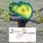 Pantelleria Doc e Zibibbo Classico Docg ... questo è il problema! Disamina e possibili soluzioni di Giampietro Comolli