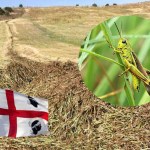 FAO: Coldiretti, invasi da cavallette 50mila ettari in Sardegna