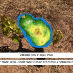 Zibibbo è Pantelleria ma ecco cosa risponde Antonio Parrinello a Benedetto Renda