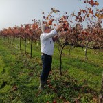 Cantine Riunite & Civ, con il progetto “Vine leaf for life”, la foglia di vite diventa fonte di salute e benessere