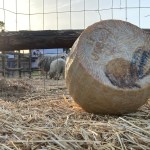 Pecorino Siciliano DOP: il re dei formaggi siciliani si racconta