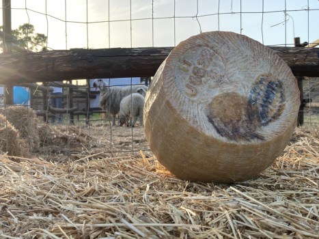 Pecorino Siciliano DOP: il re dei formaggi siciliani si racconta