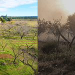 Brucia un'Oasi della Biodiversità 3Bee in Puglia: stimati almeno 10 anni per ricostituire l'Habitat