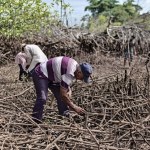 Conserve Ittiche: 1000 piante di mangrovie per i pescatori del Guatemala da tonno insuperabile
