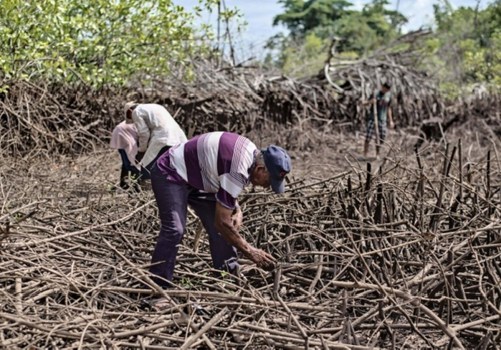 Conserve Ittiche: 1000 piante di mangrovie per i pescatori del Guatemala da tonno insuperabile