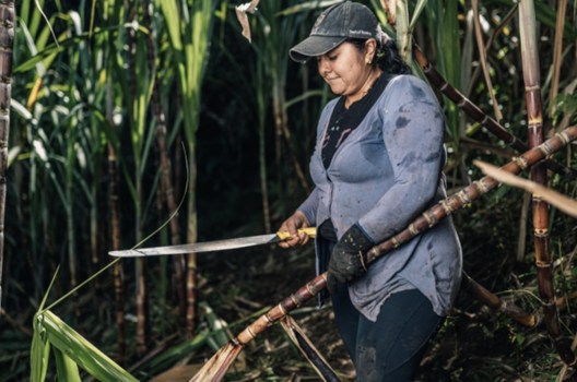 La prima Analisi Sensoriale degli zuccheri equosolidali Altromercato