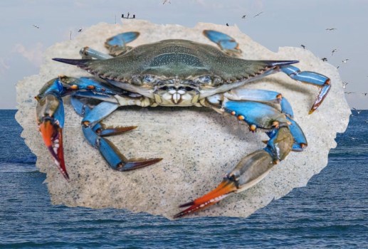 Il granchio blu: come trasformare un’emergenza in un’opportunità