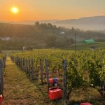 Cantina Riboli Vendemmia 2023: la sfida della qualità in un’annata difficile