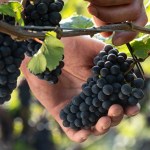 Vendemmia 2023: Cavit supera le sfide con innovazione e artigianalità