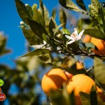 L’arancia rossa biologica diventa un simbolo dell’Italia all’estero grazie a Mammarancia