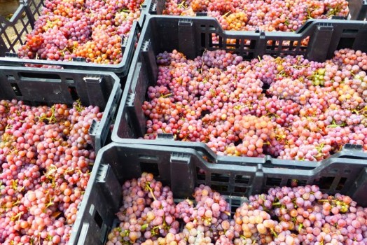 Dolce Toscana nel Vino