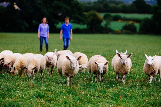 Dieta mediterranea e carne d’agnello irlandese: matrimonio di salute secondo Giorgio Donegani