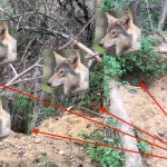 Branco di lupi  in un bosco a pochi km da Alessandria