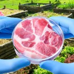 Carne coltivata sì, carne coltivata NO - di Giampietro Comolli
