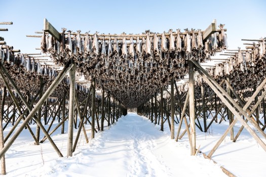 Il pesce norvegese protagonista al Bocuse d’Or Europe 2024