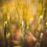 Commercio estero: Coldiretti, record storico alimentare a 64 mld nel 2023