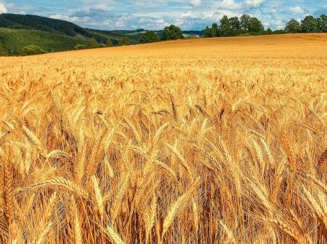 La cannuccia monouso di grano, valido sostituto della plastica, conquista l’Europa