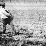 Pe che vègg us pò nenta amnì (in dialetto acquese) di Pinein du Lubèrt, Contadino e Poeta del Monferrato