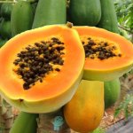 Frutti esotici Made in Italy: la bontà della papaya siciliana biologica  