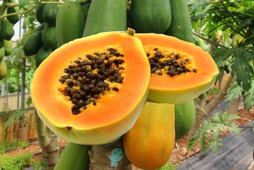 Frutti esotici Made in Italy: la bontà della papaya siciliana biologica  