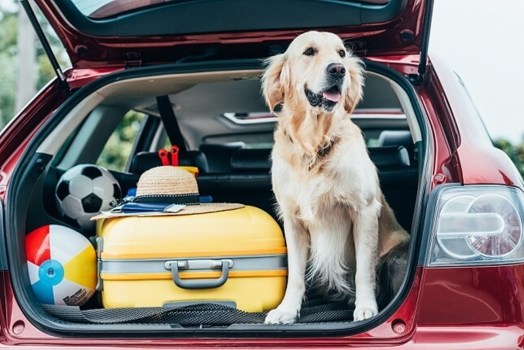 Osservatorio Quattrozampeinfiera 2024: vacanze Pet-friendly in Italia, le tendenze e le sfide