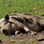 Peste suina: allarme inascoltato, o meglio, mal gestito per il tornaconto di qualcuno