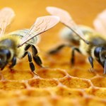 Apicoltura Piana e Apicoltura Comaro: alleanza strategica per un miele sostenibile Made in Italy