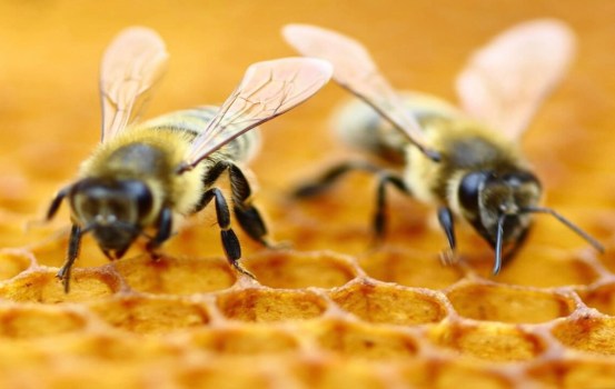 Apicoltura Piana e Apicoltura Comaro: alleanza strategica per un miele sostenibile Made in Italy