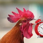 LA FÈIN DEL GÒL in dialetto acquese di Pinein du Lubèrt