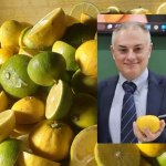 Bergamotto di Reggio Calabria: prospettive future con l’ IGP ottenuto?... molto molto buone!