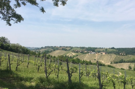 Annata positiva per l’agricoltura, preoccupano i dati sull’occupazione – Dati Istat