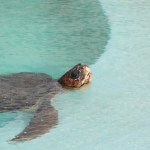 Holidu: Le richieste più insolite  nelle case vacanza  in Italia, Spagna e Germania