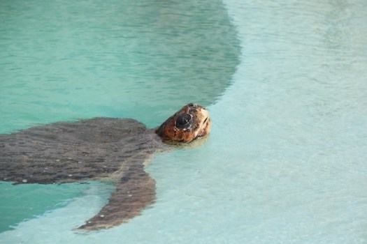 Holidu: Le richieste più insolite  nelle case vacanza  in Italia, Spagna e Germania